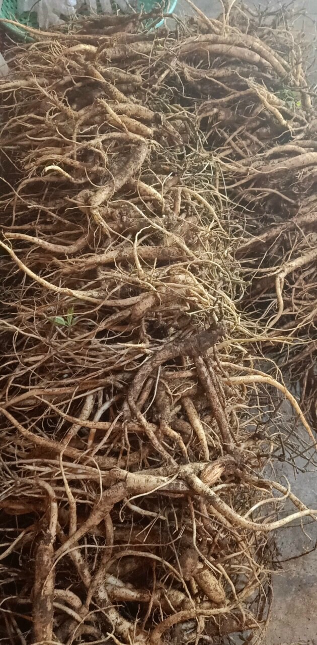 1kg sâm dây Ngọc linh Kon Tum