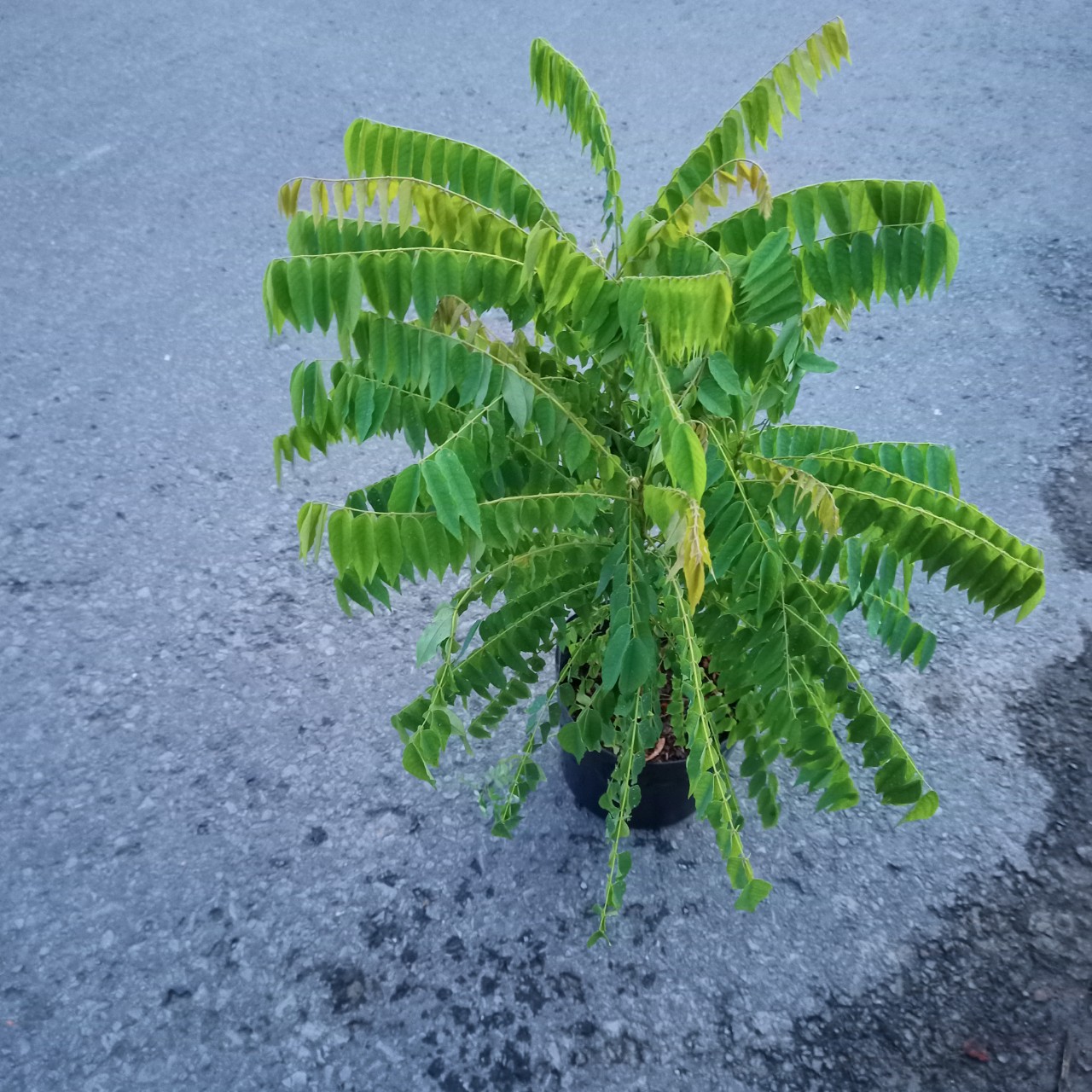 Cây khế Tàu (khế Tây) trồng chậu C10