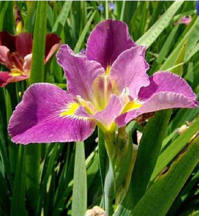 Hạt giống hoa Diên vĩ Hồng (Iris Hồng ) - Gói 10 hạt