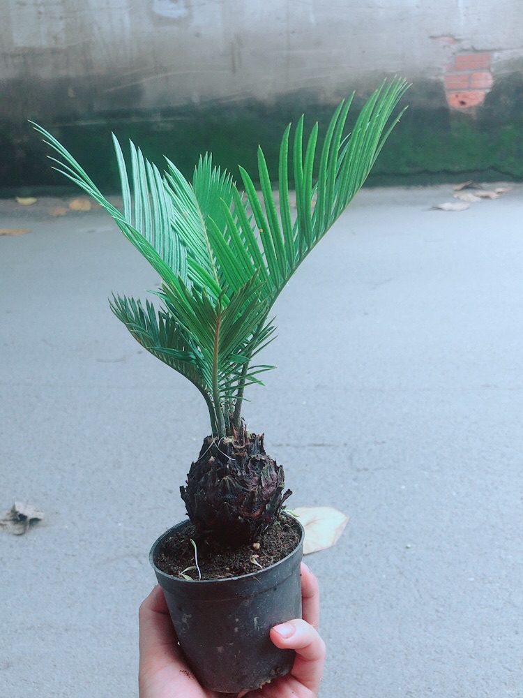 Thiên Tuế Mini