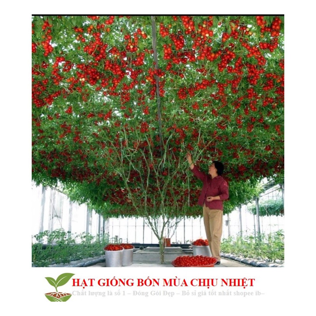 Cà Chua Bạch Tuộc ( Cà chua leo giàn) 10 hạt