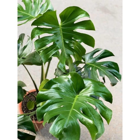 Trầu bà xẻ Montera chậu 3 cây