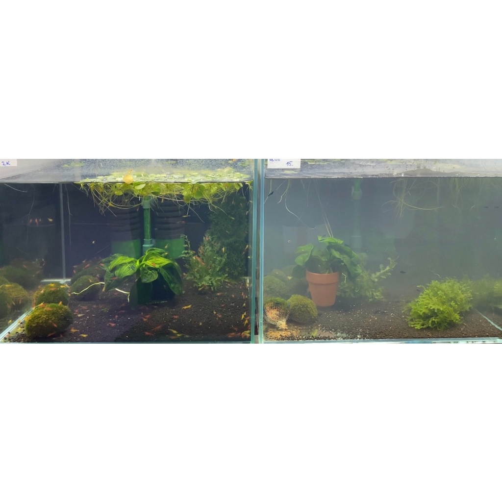 Clear Water ( làm trong nước siêu tốc - an toàn ) cho hồ cá, thuỷ sinh chính hãng