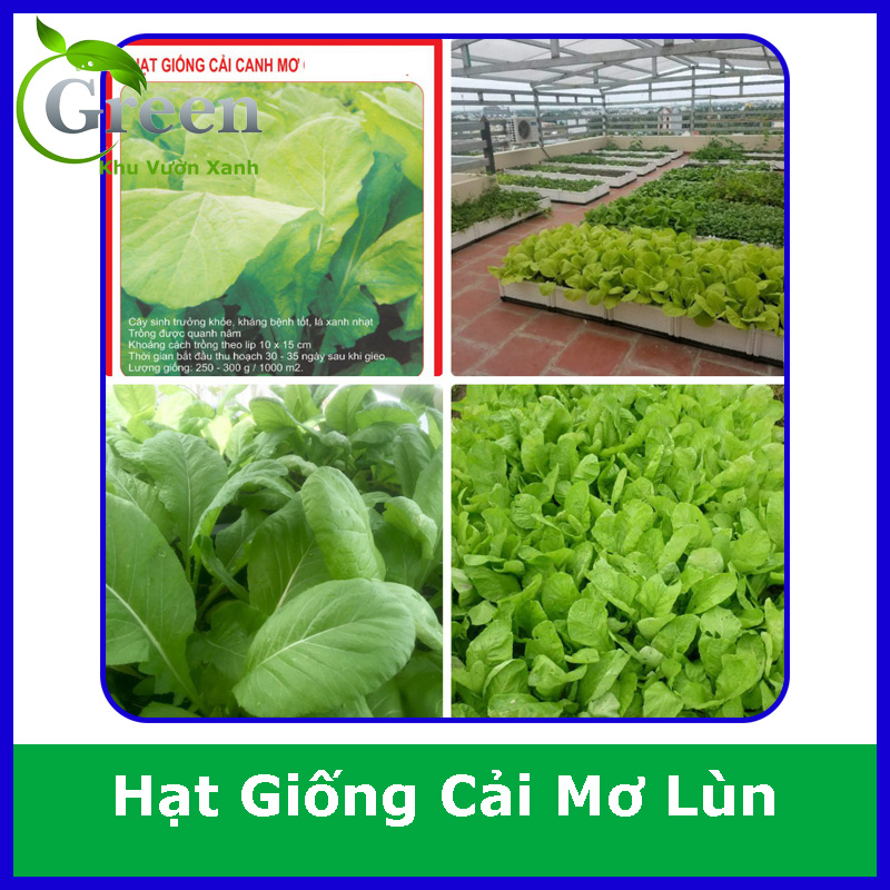 Hạt Giống Cải Mơ Lùn (20G)