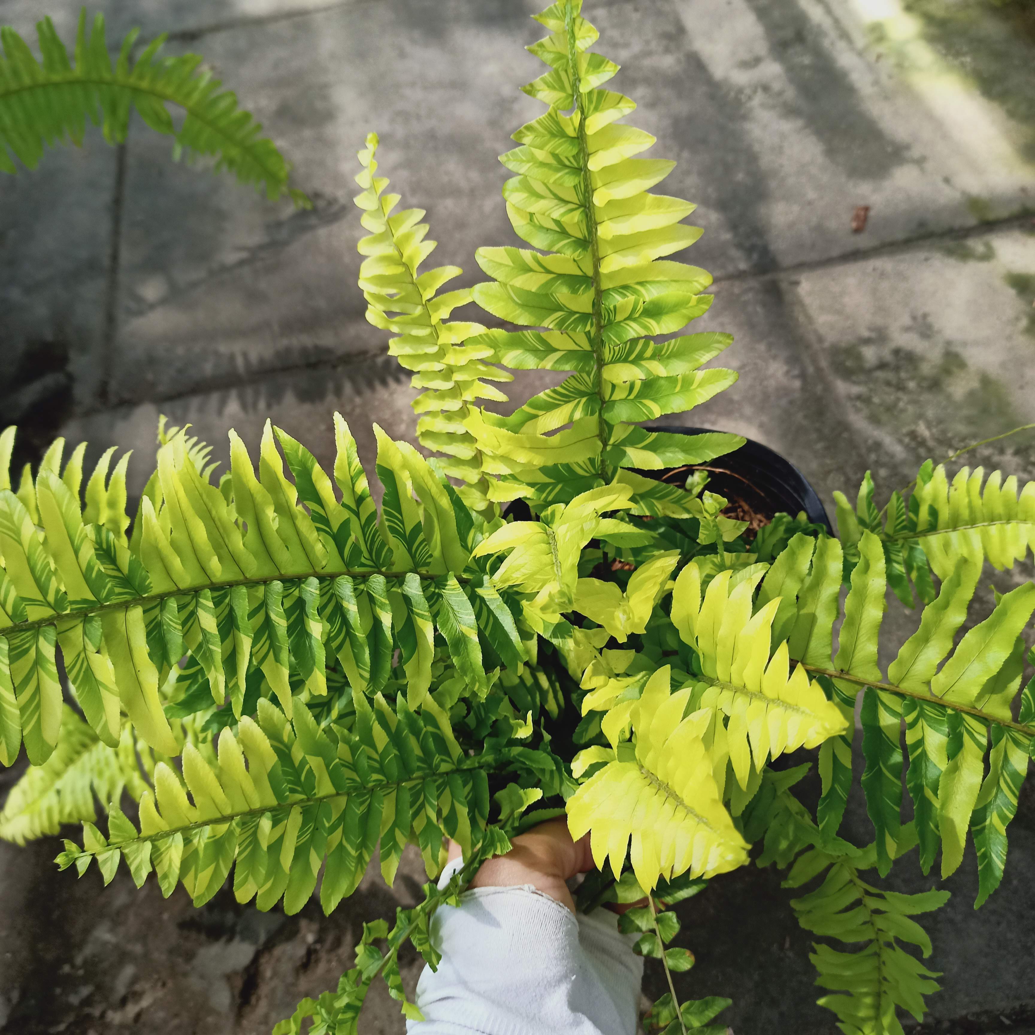 Chậu cây dương xỉ cẩm thạch - Summer Garden