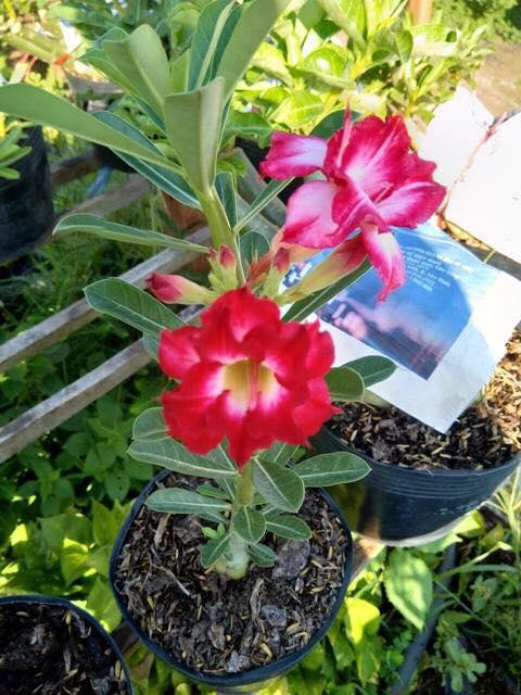 Cây sứ Thái sắp nở hoa - Giao cây to như hình có màu ngẫu nhiên