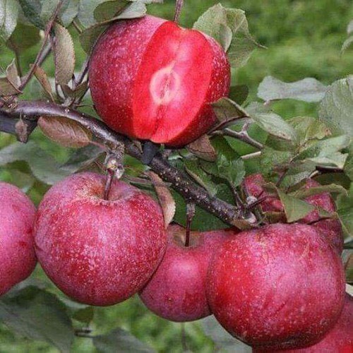 cây giống táo đỏ nhật bản