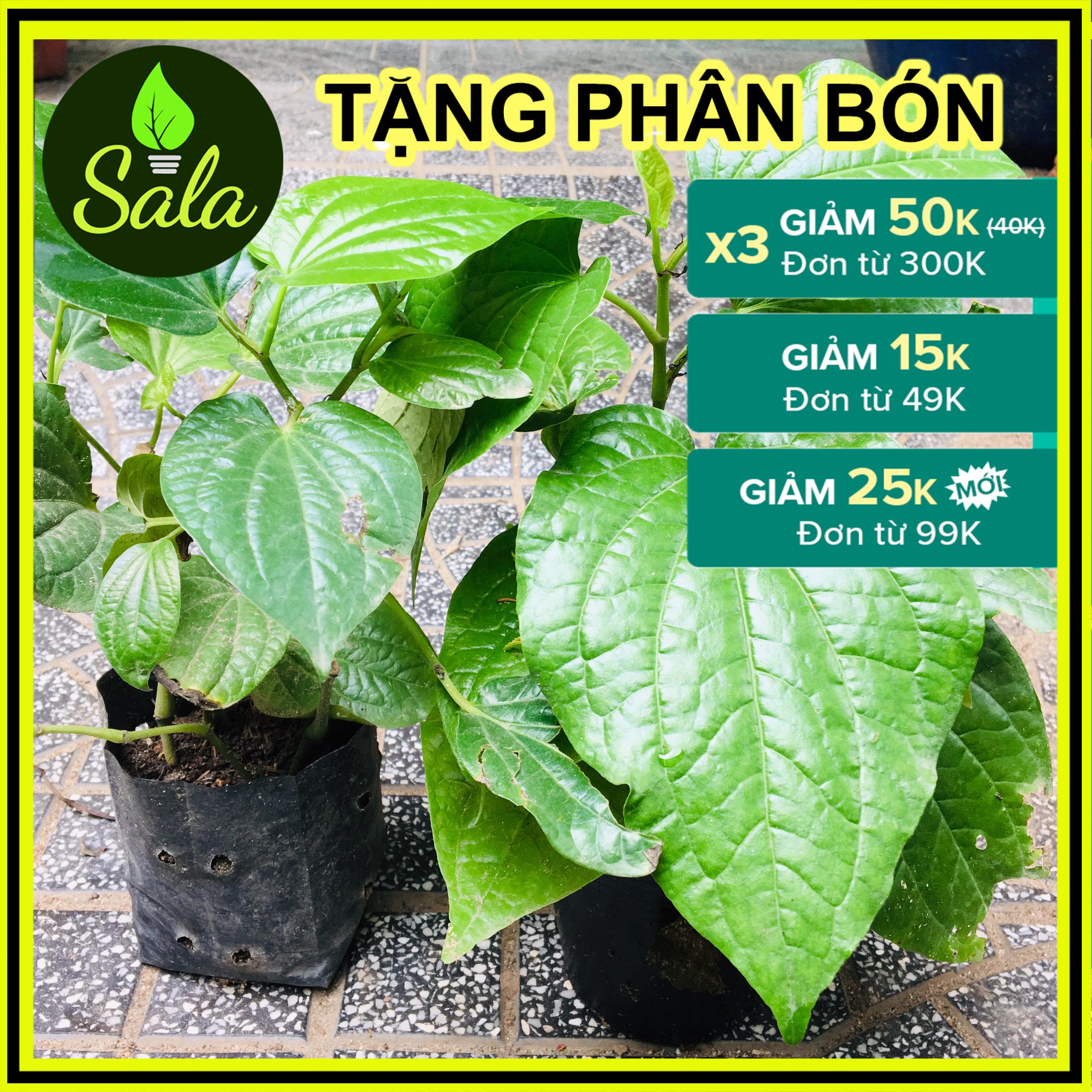 CHẬU CÂY LÁ LÔT - CHẬU CÂY GIA VỊ