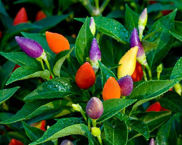 Hạt giống ớt ngũ sắc mix nhiều màu - 30hạt/gói