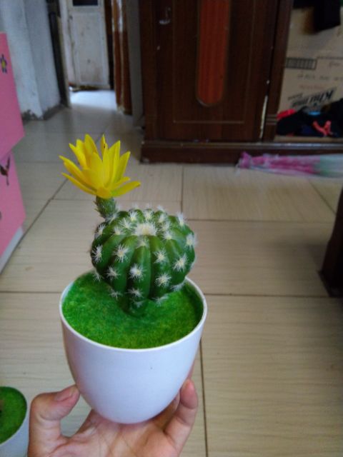 Cây giả - chậu xương rồng mini