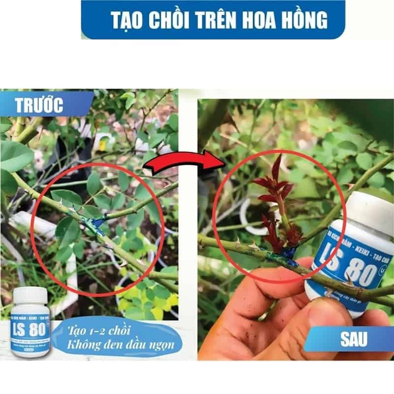 Combo Siêu Kích Rễ - Kích Chồi - Làm Liền Sẹo Cho Cây