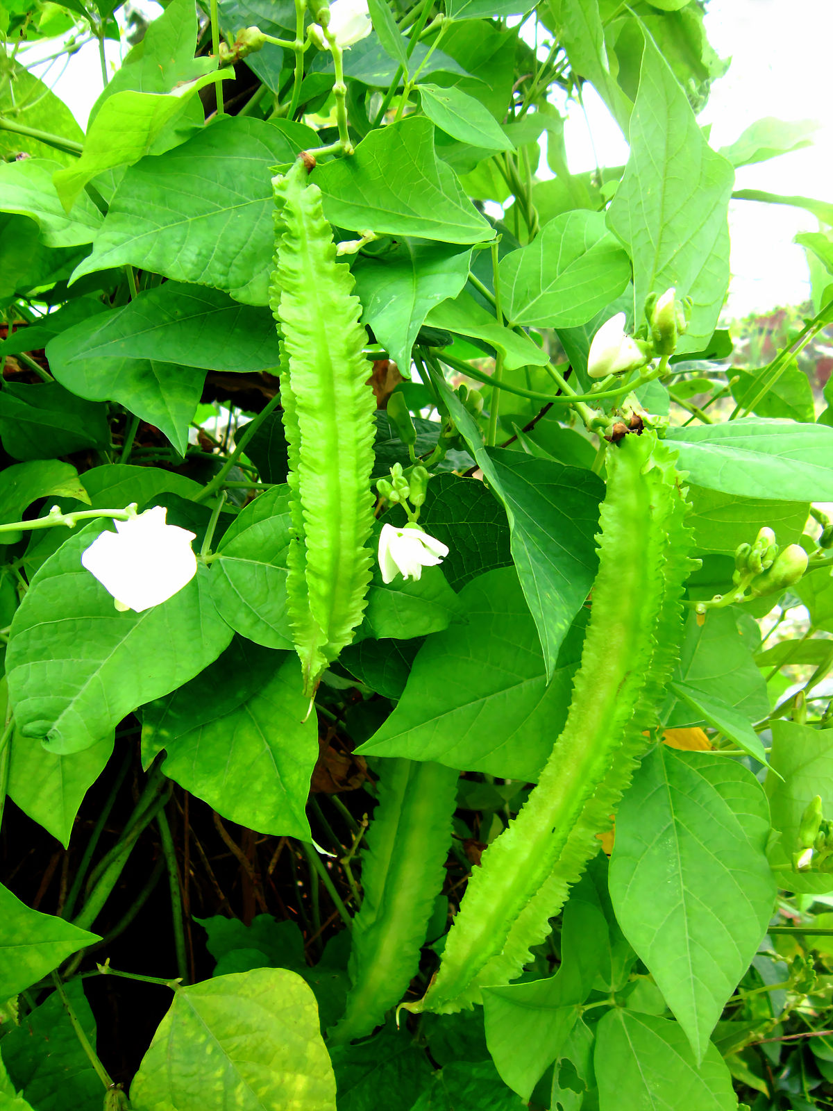 Hạt Giống Đậu Rồng hat giong dau rong (20Gr)
