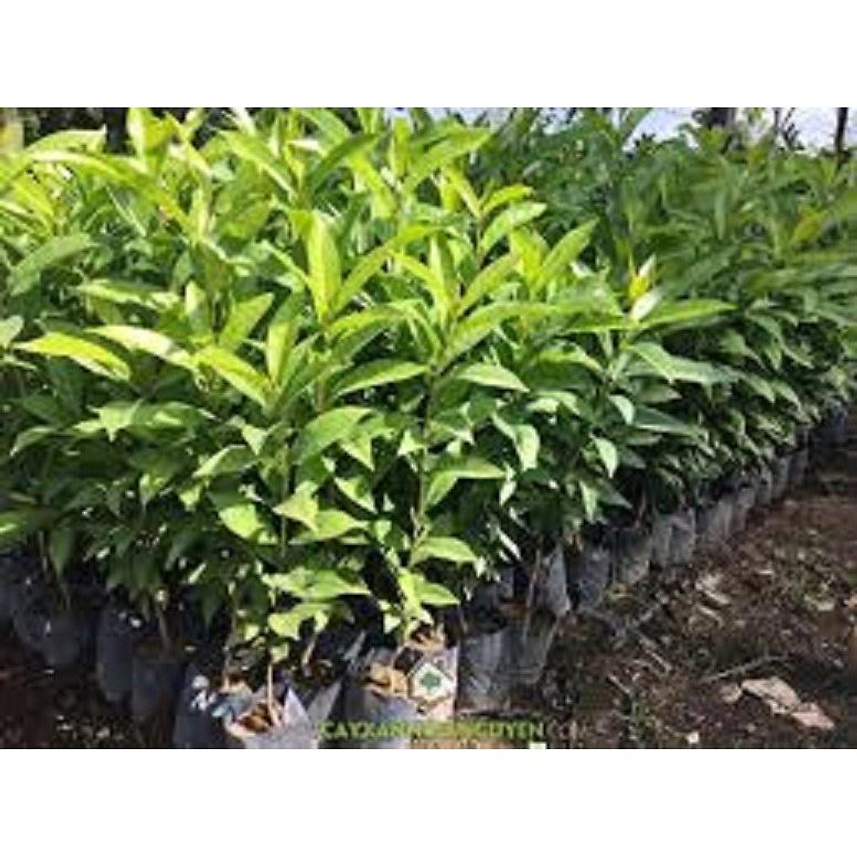 cây lá vối nếp giống