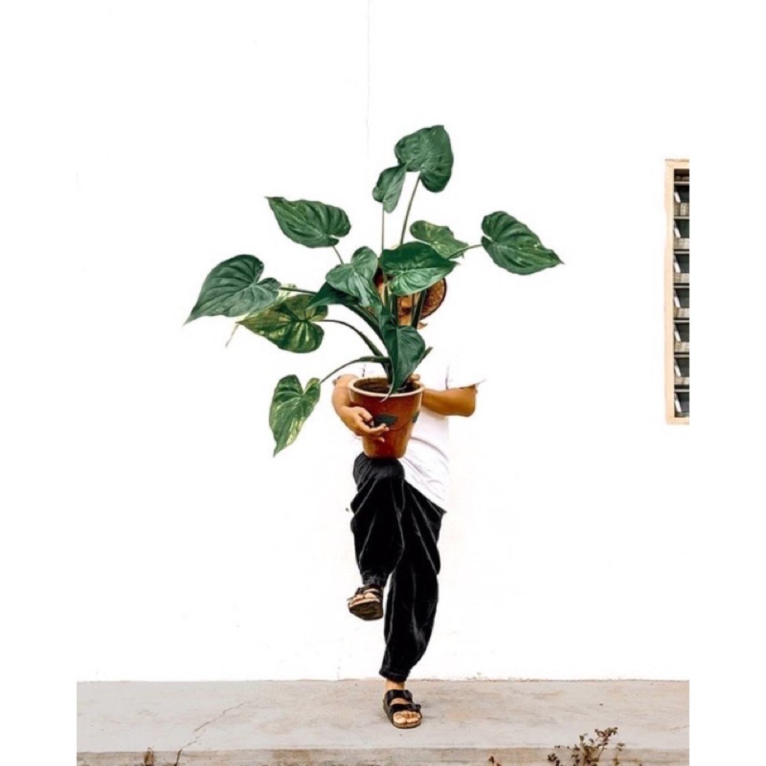 Cây môn tai phật đuổi muỗi hiệu quả (môn lá tim, Cây Alocasia cucullata)