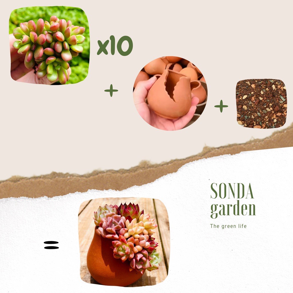 COMBO SEN ĐÁ MINI TRỒNG CHẬU XẺ LỖI 1 ĐỔI 1