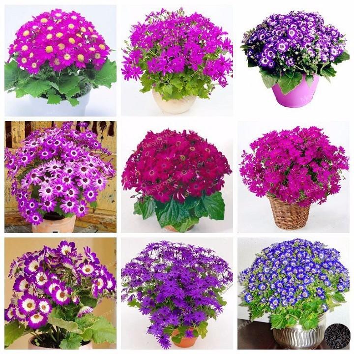 Hạt giống hoa cúc lọ lem MIX nhiều màu ( 50 hạt/gói )