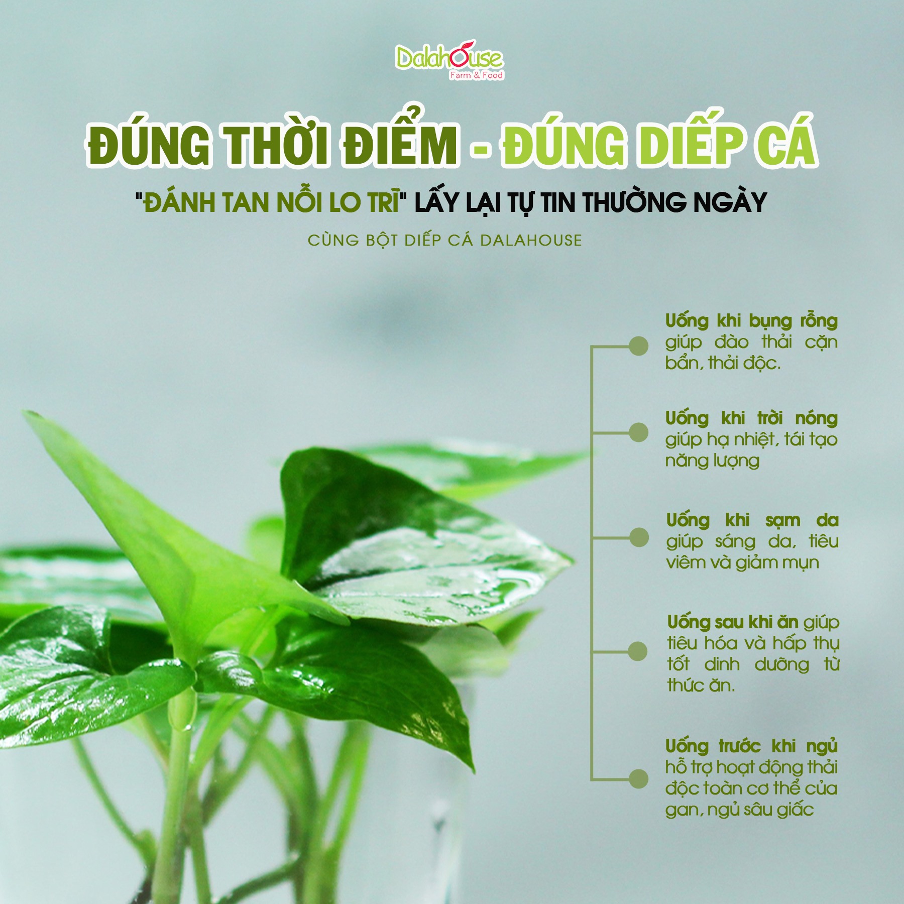 Bột Diếp Cá Hữu Cơ DalaHouse ( 100% Natural Houttuynia Cordata Powder)- Hộp 60 gram