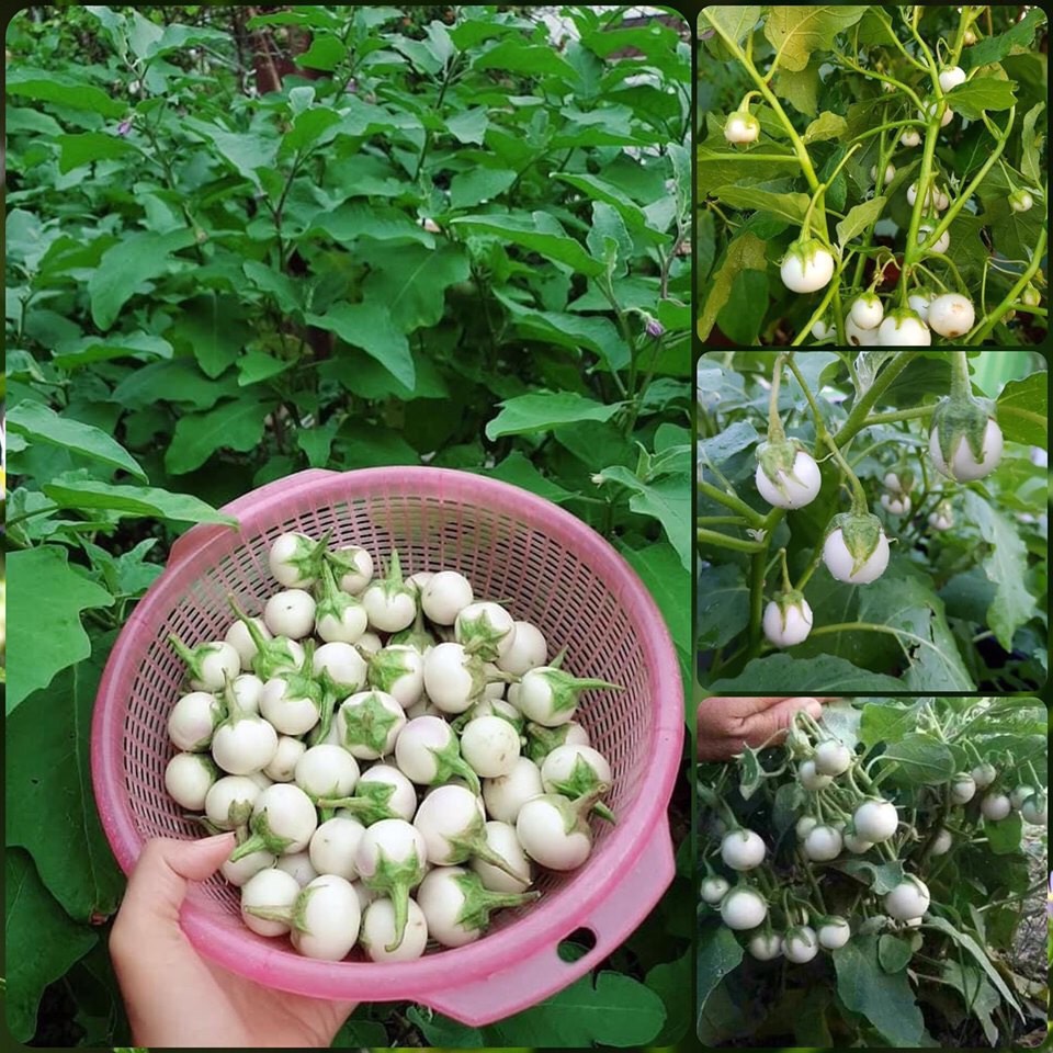 Hạt Giống Cà Pháo Trắng (0.5gr)