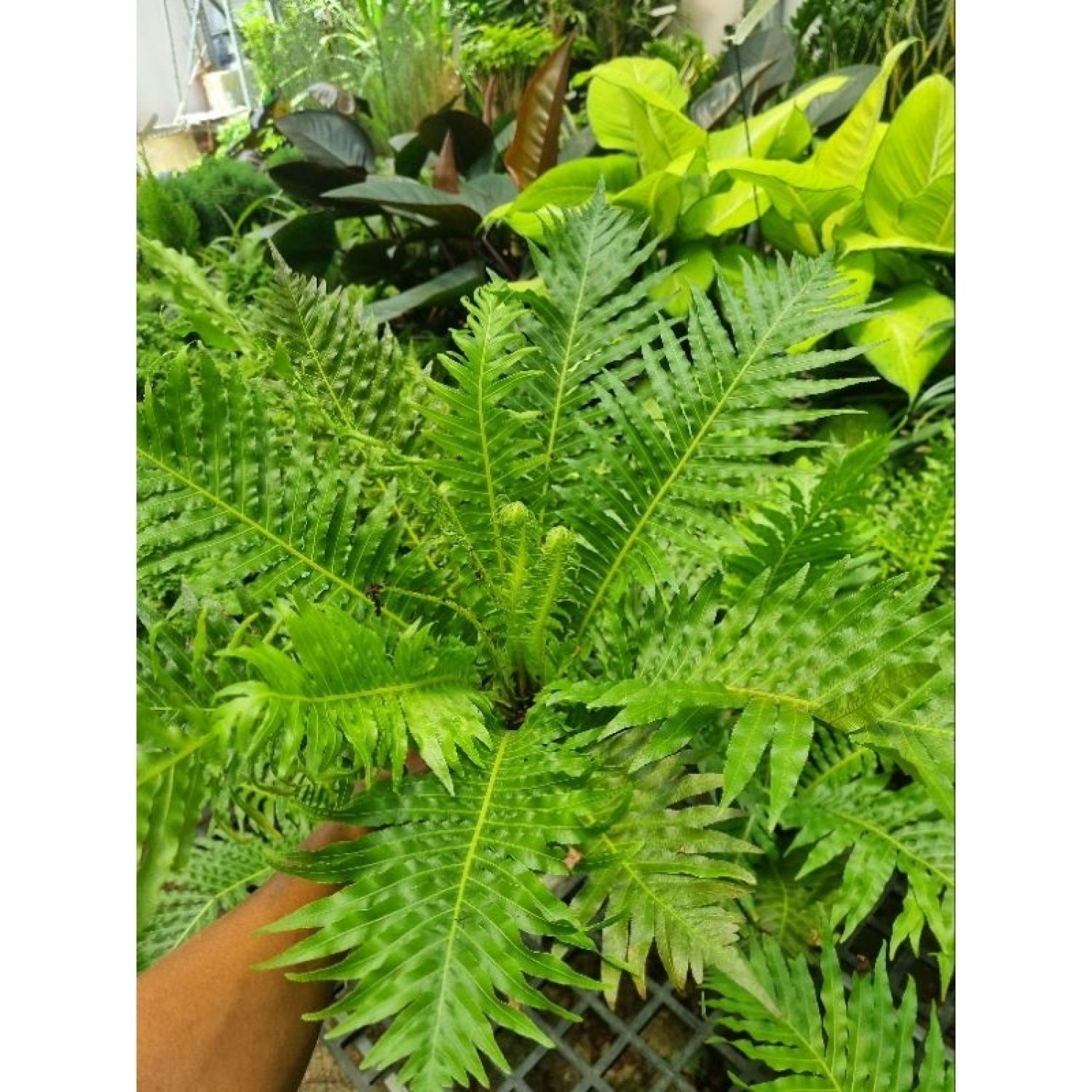 Cây dương xỉ khổng tước