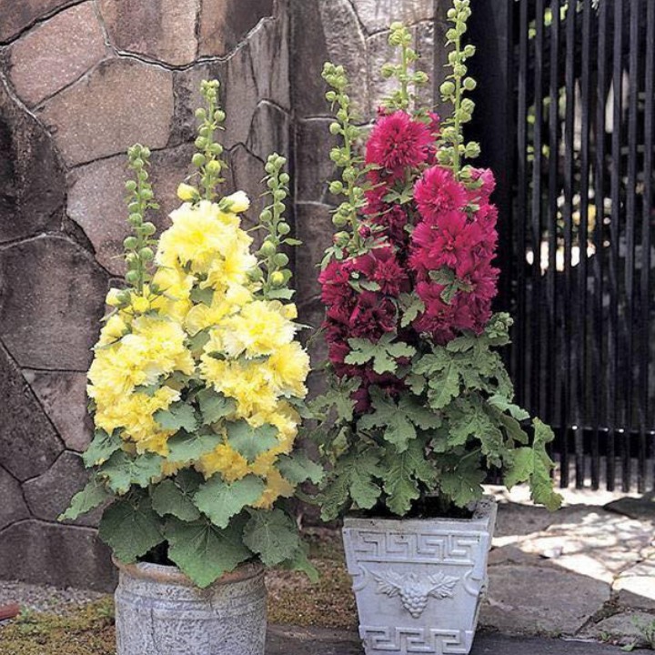 Hạt Giống Hoa Mãn Đình Hồng Kép