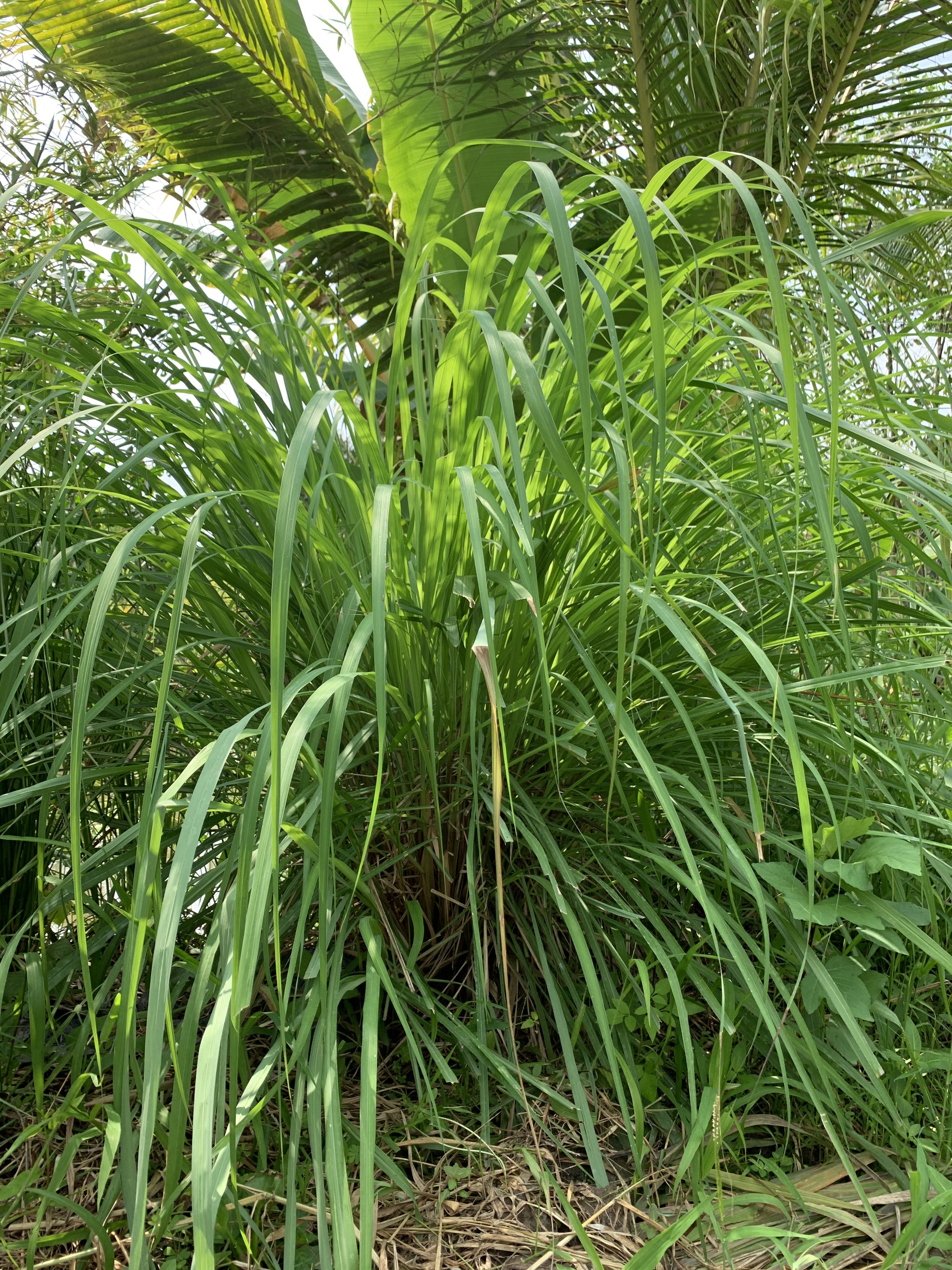 CÂY GIỐNG SẢ TÍM (CITRONELLA) SỨC SỐNG CAO