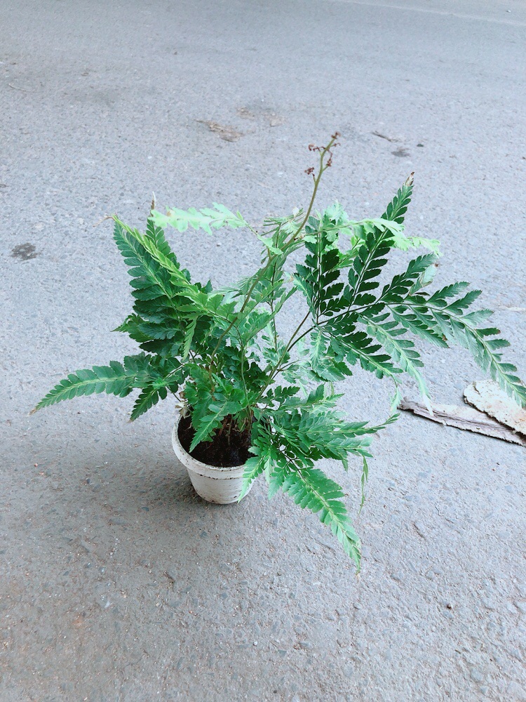 Cây Dương Sỉ