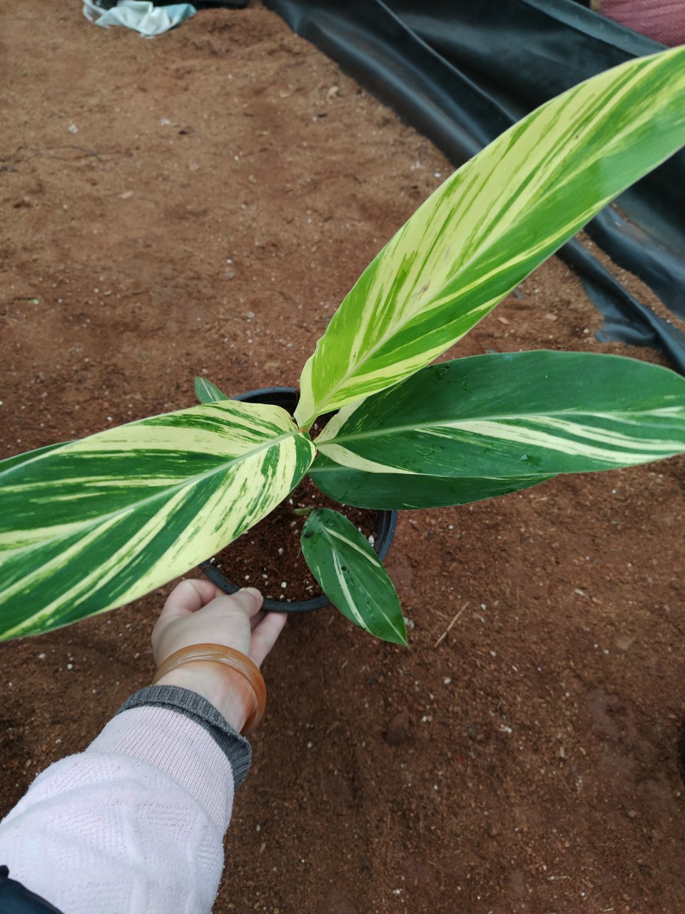 Cây Riềng Var - Alpinia var