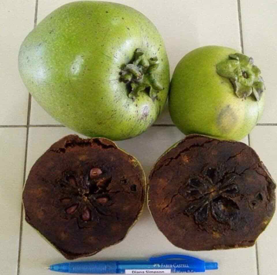 Hồng Đen socola