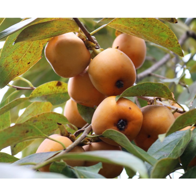 CÂY GIỐNG HỒNG TRỨNG ĐÀ LẠT