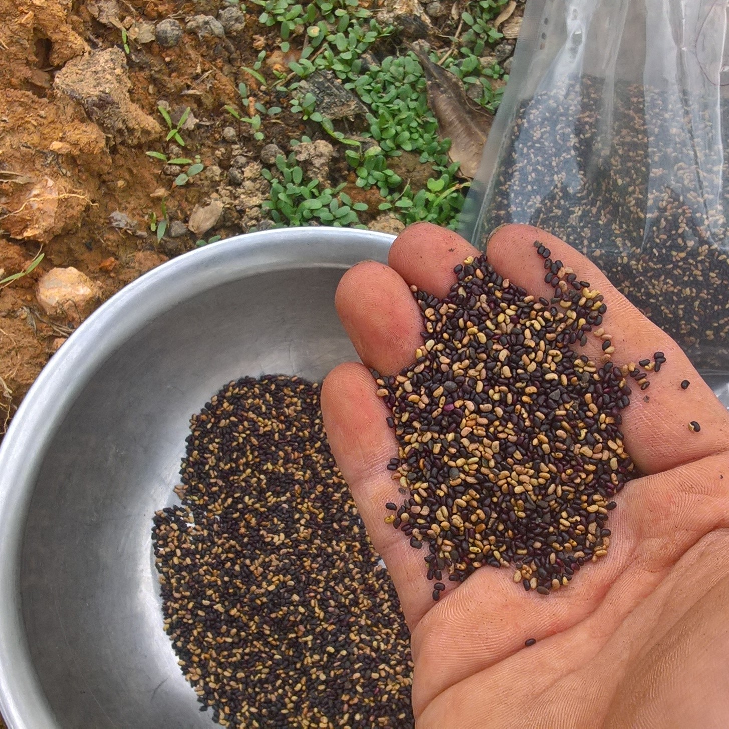 (100g), Giống cỏ Stylo - giàu dinh dưỡng