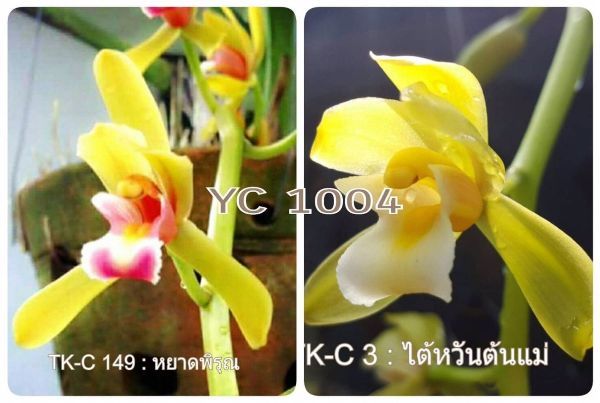 LAN KIẾM PHAN TRÍ CÂY GIỐNG
