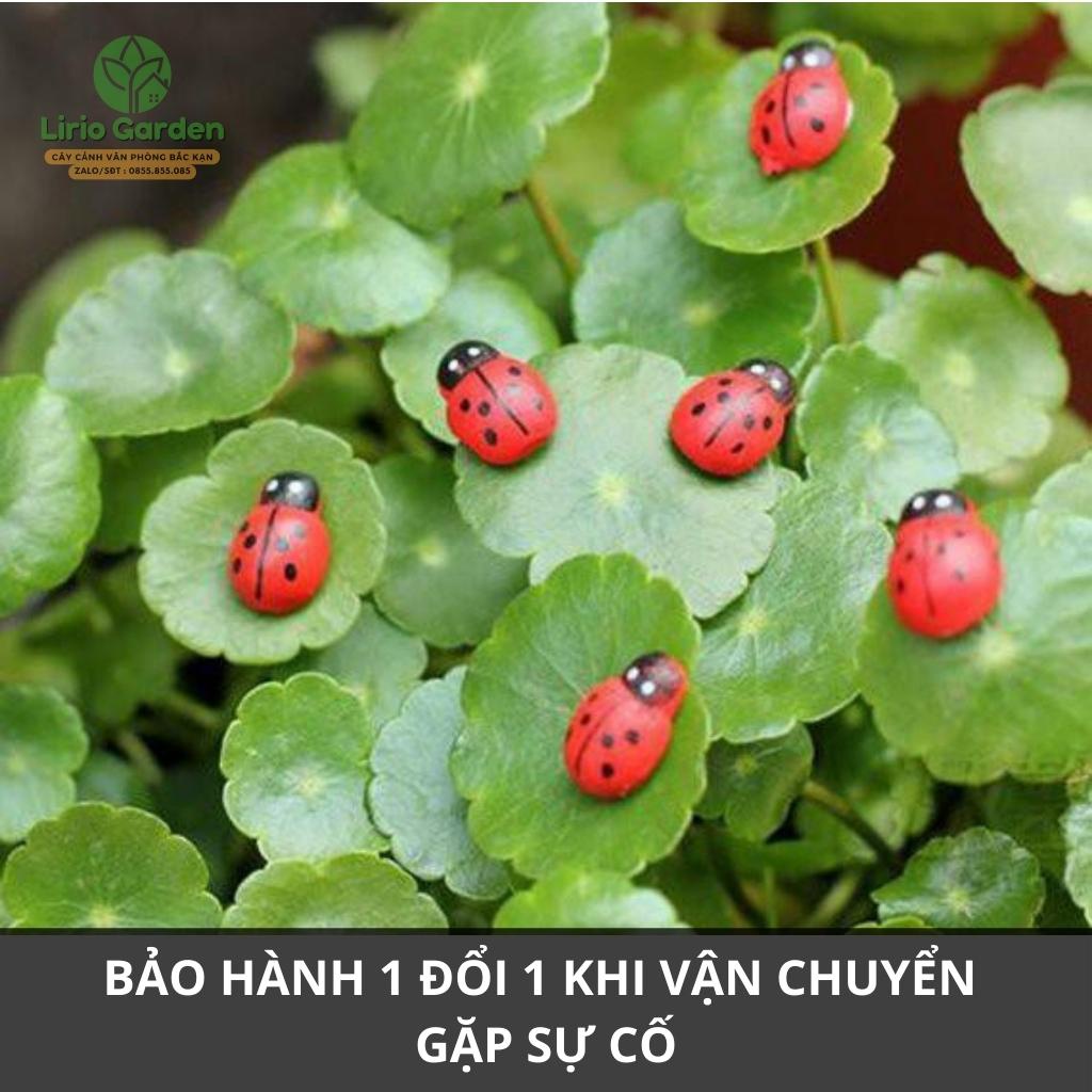 bọ cánh cam mini trang trí tiểu cảnh
