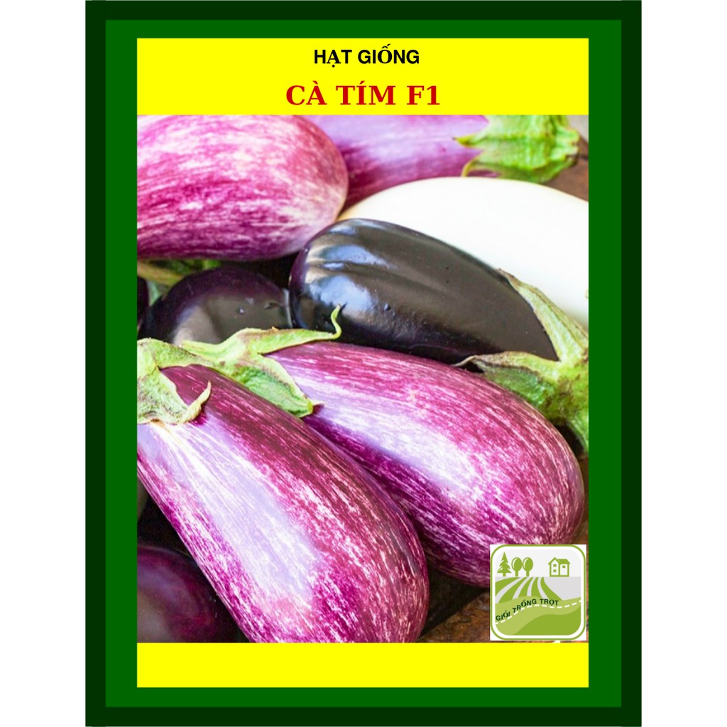 1G - Hạt Giống Cà Tím