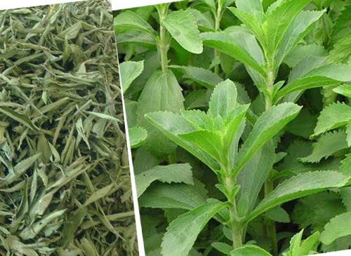 Hạt Giống Cây Cỏ Ngọt Gói 0.1gr