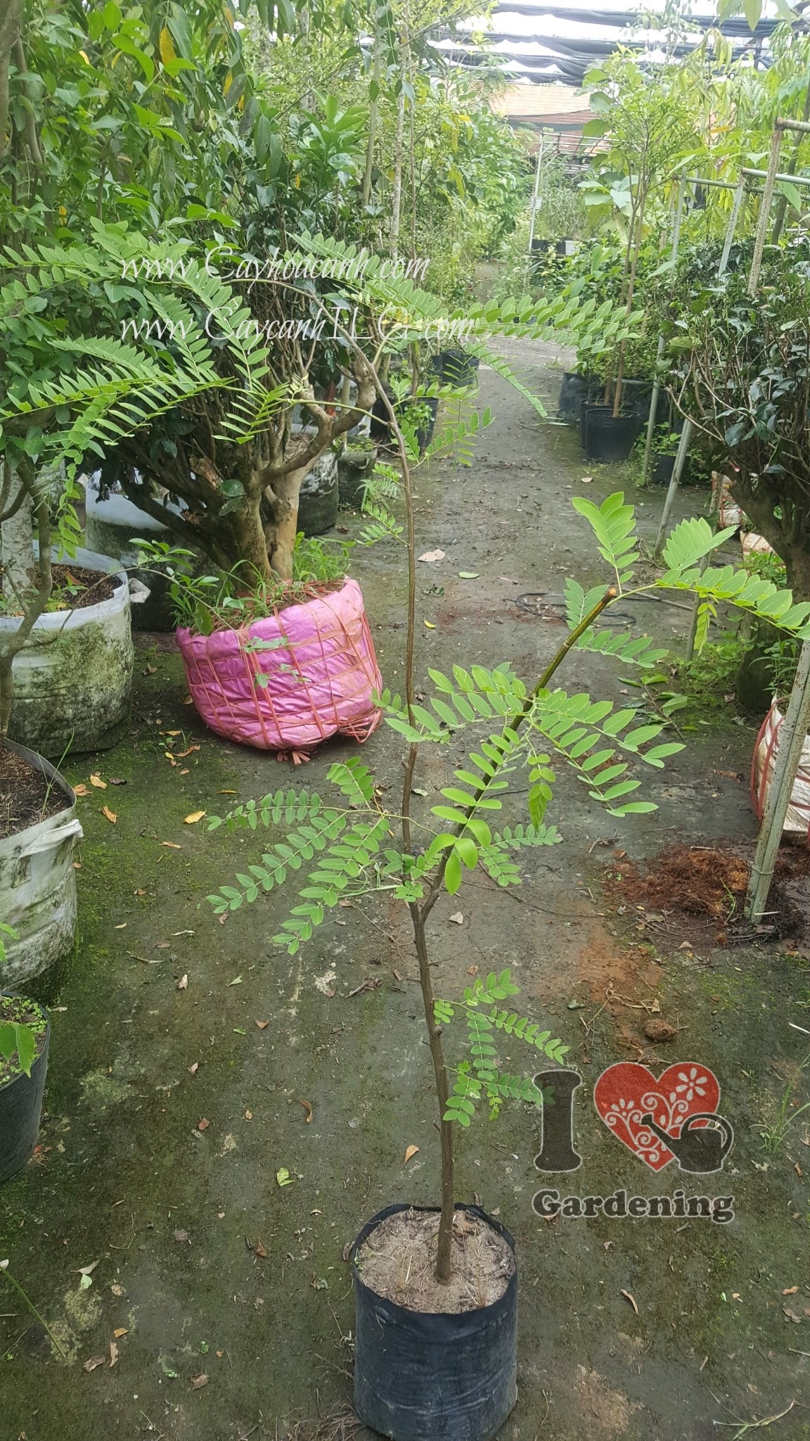 CÂY GIỐNG MUỒNG ANH ĐÀO (MUỒNG HOA ĐÀO),