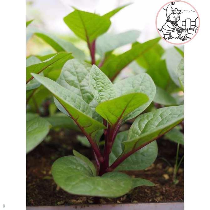 Hạt mồng tơi đỏ - gói 1 gram