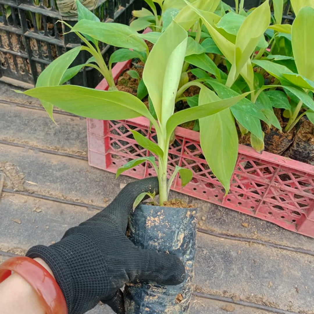 com bo 2 cây chuối sáp như hình -feership từ 50k