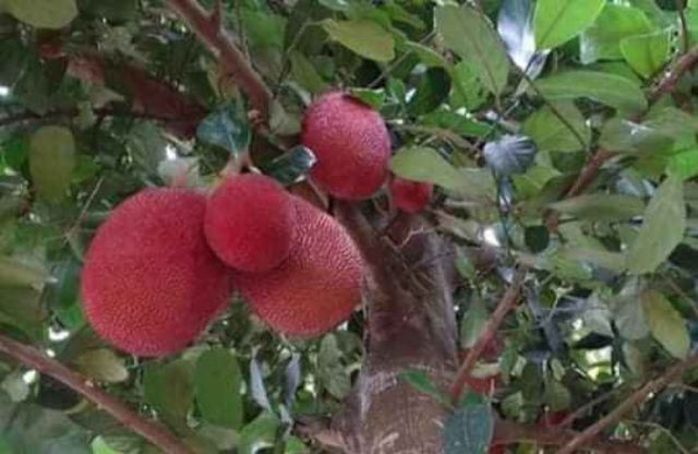 CÂY MÍT ĐỎ chuẩn giống
