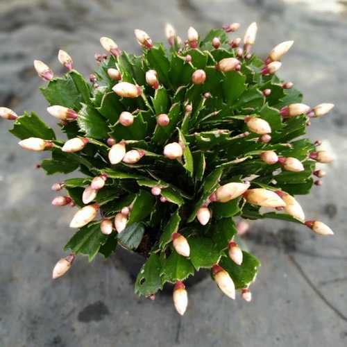 Chậu Lan CÀNG CUA VÀNG (tiểu quỳnh VÀNG) chậu lớn, hoa đang nở siêu đẹp