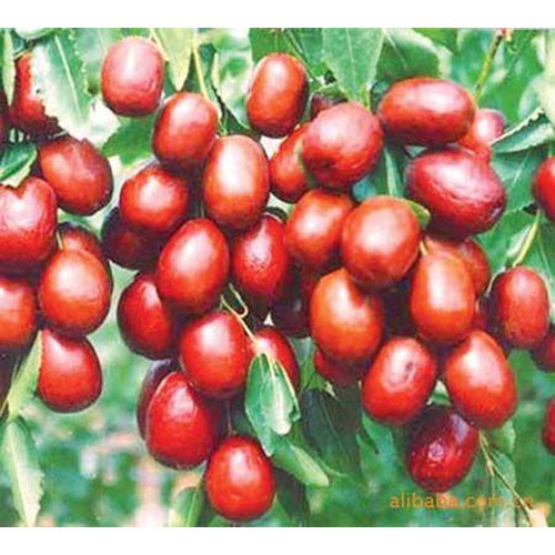 TÁO ĐỎ - 500GR TÁO ĐỎ