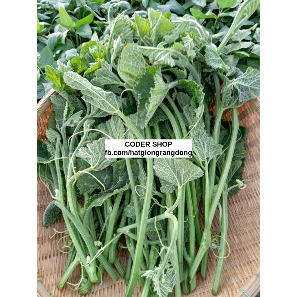 Hạt Giống Bí Siêu Ngọn Rạng Đông 5Gram