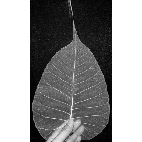 XƯƠNG LÁ BỒ ĐỀ BIG SIZE từ 14-16cm ngang lá
