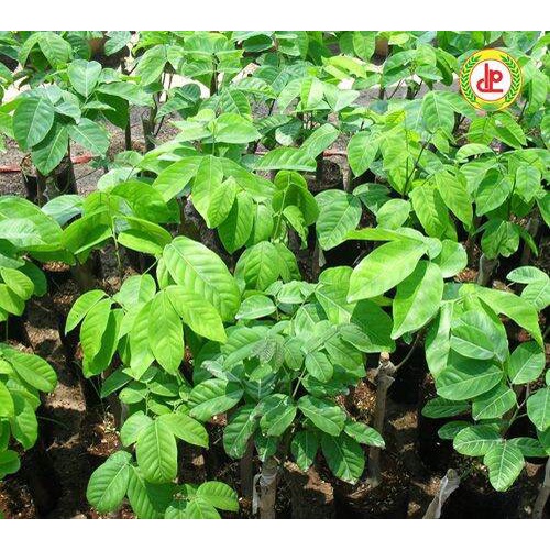 CHÔM CHÔM RUỘT VÀNG SIÊU SỚM ( giống ghép siêu sớm)
