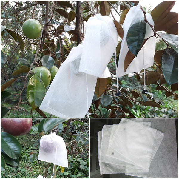 Combo 50 Túi Bọc Ổi Chất Lưọng Số 1, Có Thể Tái Sử Dụng 18.20