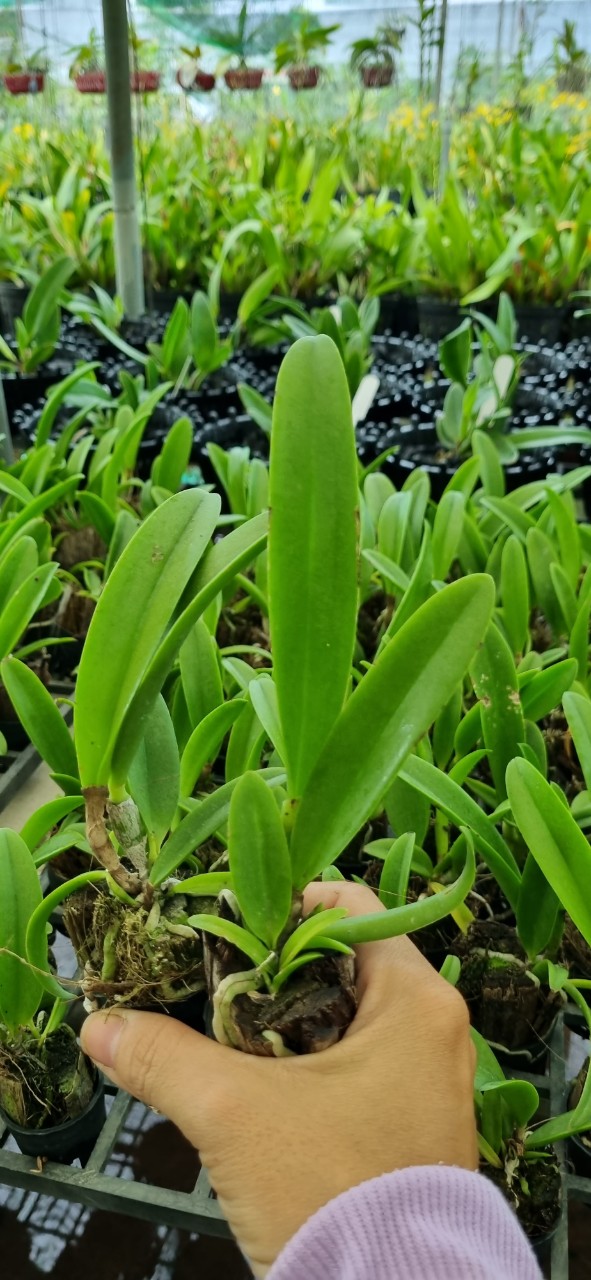 HOA LAN BRASS HAWAI STAR CÂY GIỐNG Cao 7-12Cm