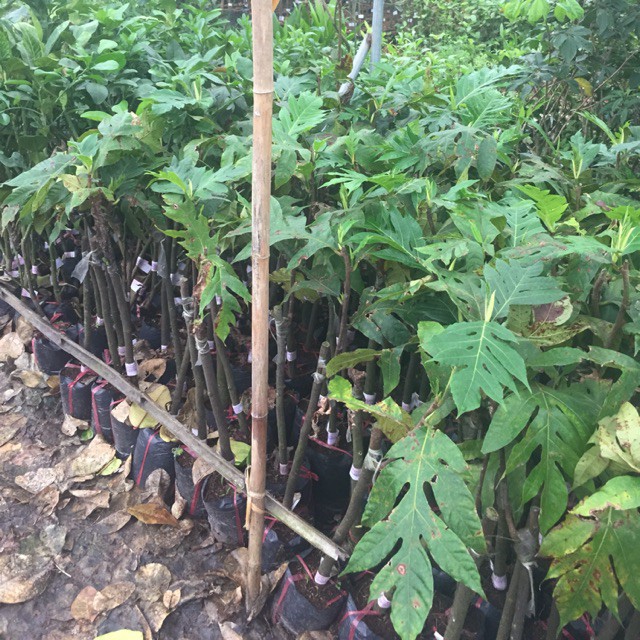 cây sakê giống (cây bánh mỳ)