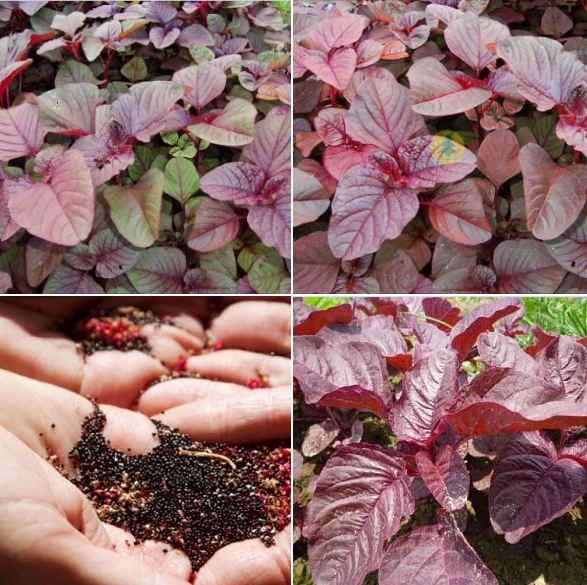 Túi 20 Gram Hạt giống rau dền đỏ