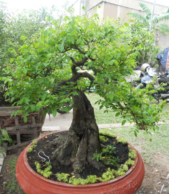 Hạt giống cây khế chua - 5 hạt/gói