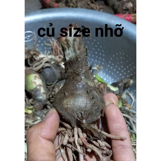 Củ hoa huệ tây( đỏ nhung ) gửi củ như hình 3