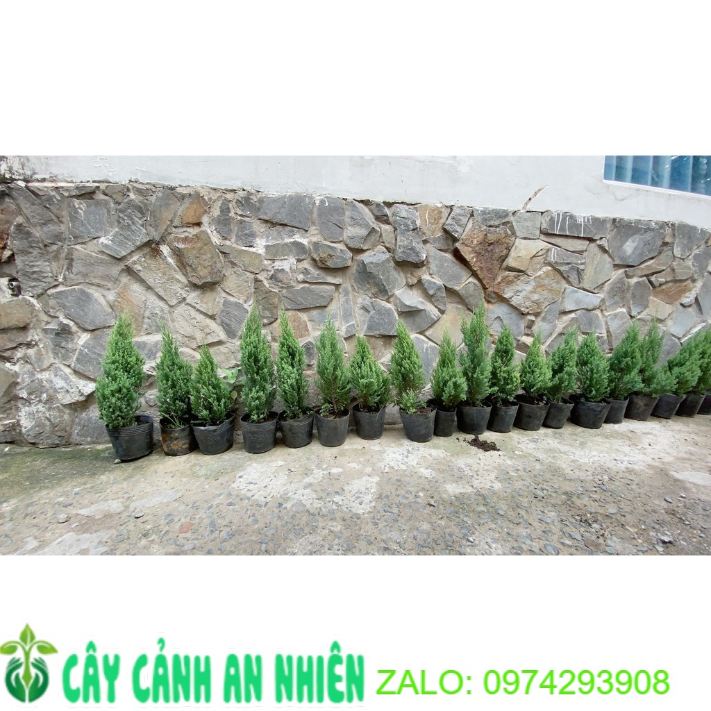 Cây tùng cao 40cm